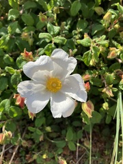 Cistus salviifolius