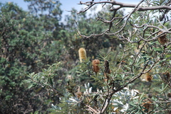Banksia integrifolia