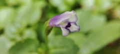 Torenia crustacea