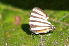Arawacus lincoides