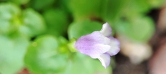 Torenia crustacea