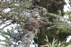 Trochalopteron morrisonianum