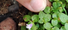 Torenia crustacea