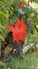Hippeastrum