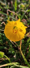 Narcissus bulbocodium
