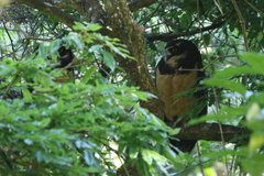 Pulsatrix perspicillata