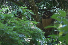 Pulsatrix perspicillata