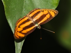 Lasippa heliodore