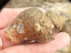 Stramonita canaliculata