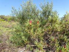 Protea repens