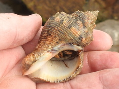 Stramonita canaliculata