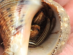 Clibanarius vittatus