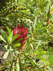 Protea repens