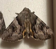 Catocala fulminea