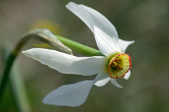 Narcissus poeticus