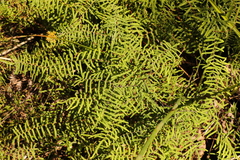 Gleichenia polypodioides