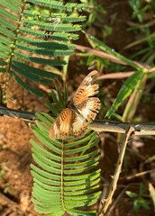 Junonia sophia