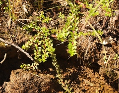 Laurembergia repens