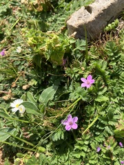 Erodium cicutarium