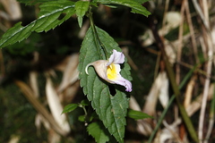 Impatiens uniflora