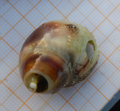Buccinidae