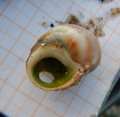Buccinidae