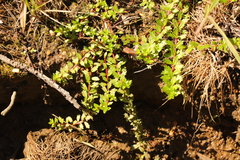 Laurembergia repens