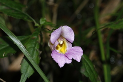Impatiens uniflora