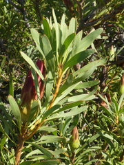 Protea repens