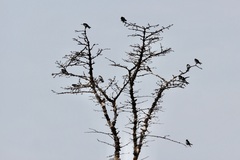 Tachycineta thalassina
