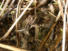 Pelophylax esculentus
