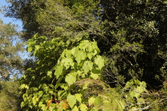Sparrmannia africana