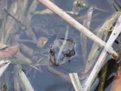 Pelophylax ridibundus