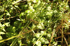 Galopina
