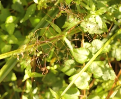 Galopina