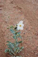 Argemone polyanthemos