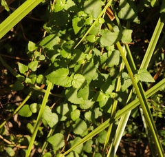 Galopina