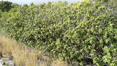 Coleus barbatus grandis
