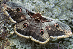 Saturnia pyri