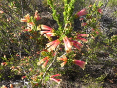 Erica versicolor