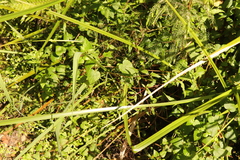 Galopina
