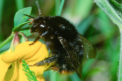 Bombus ruderarius