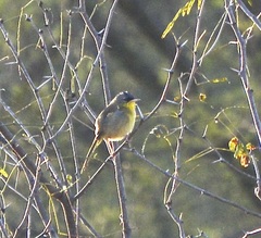Geothlypis poliocephala