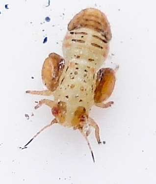 Oleaster psyllid