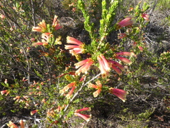 Erica versicolor
