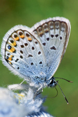 Plebejus argus