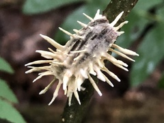 Akanthomyces tuberculatus