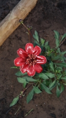 Cosmos atrosanguineus