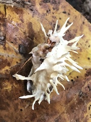 Akanthomyces tuberculatus