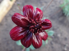 Cosmos atrosanguineus